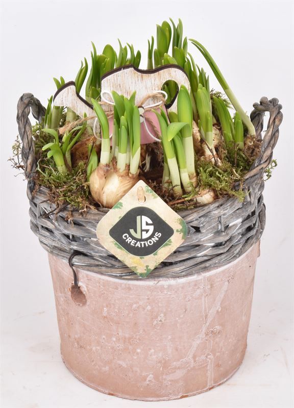 Wilg rand met terra pot 16cm, D 16