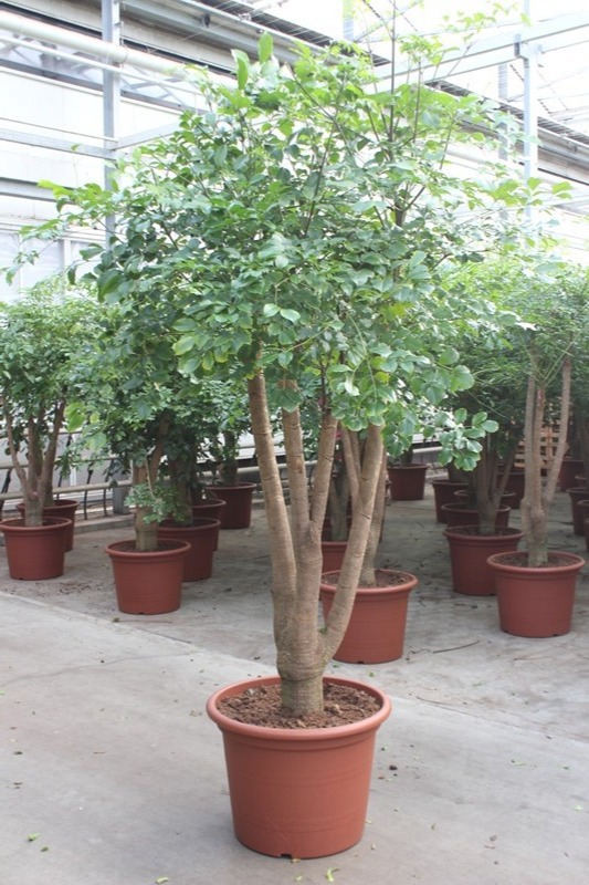 Heteropanax chinensis, D 60 cm