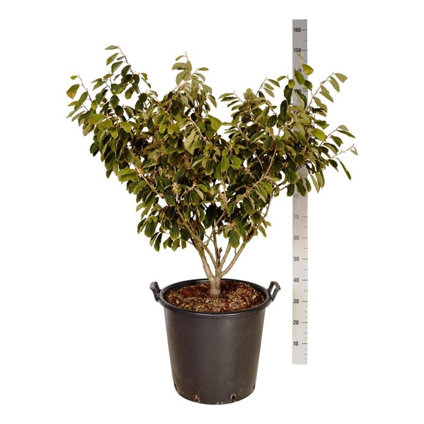 Hamamelis int. 'Arnold Promise', D 50