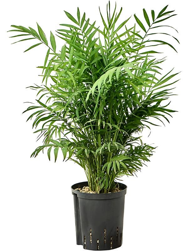 Chamaedorea elegans, D 18 cm