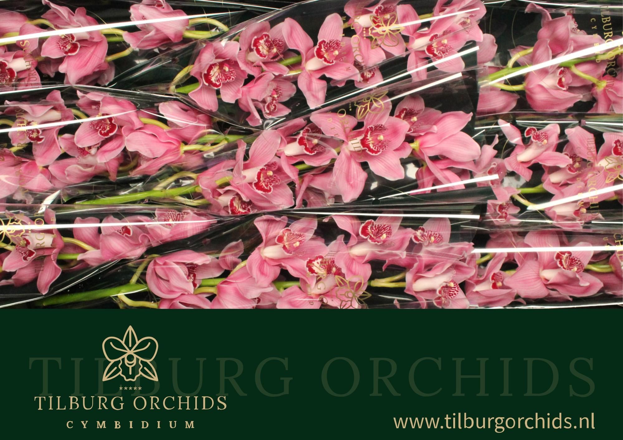 Цимбидиум Фаеглоу x9 60, шт.