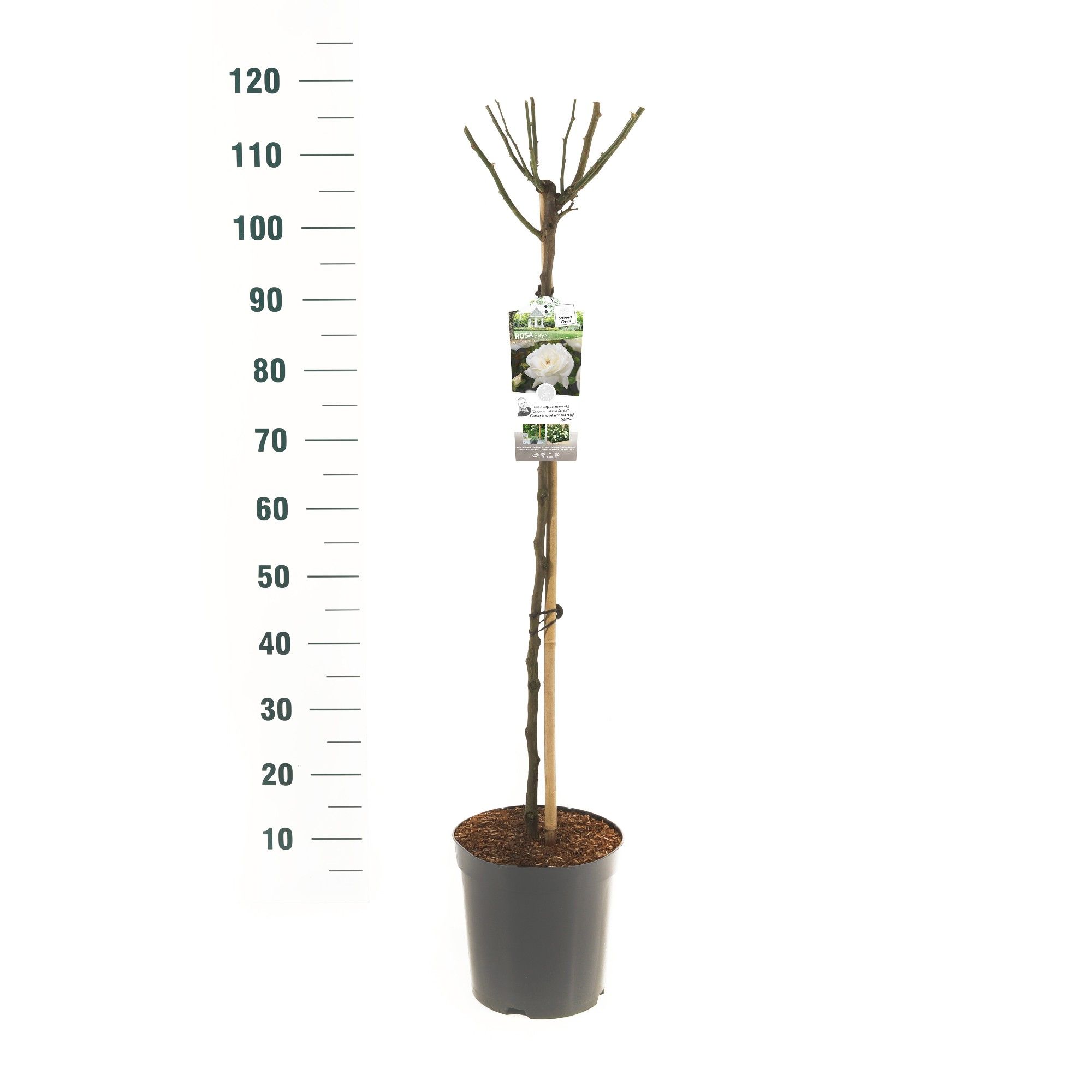 Rosa 'Helga' - 90 Stam - Basic Collection, D 24