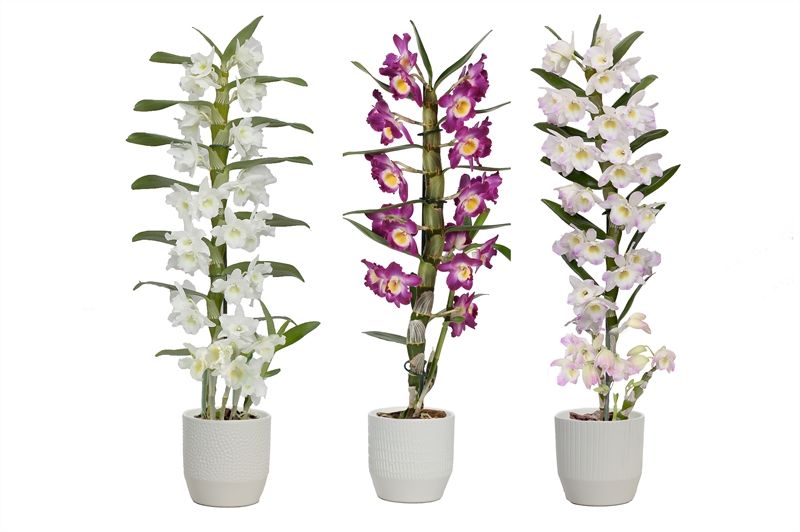 Tirza p12 vanille mix Dendr Noible mix 1T07+tros regular, D 12