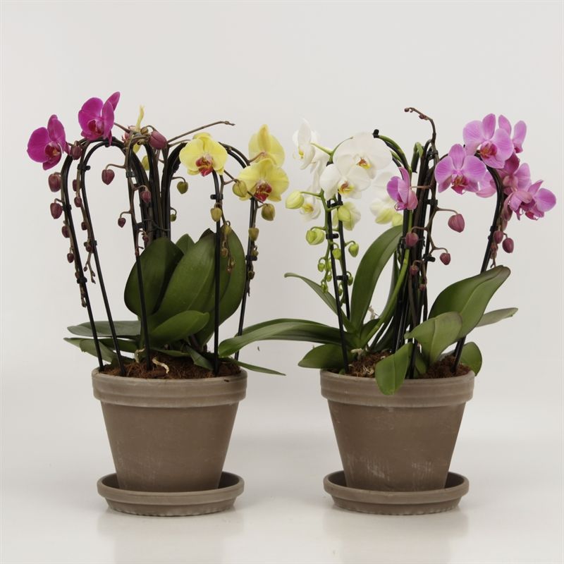 Phalaenopsis Elegant Cascade Sixboga Bicolor in 18cm grijs gemeleerde pot met schotel, D 18