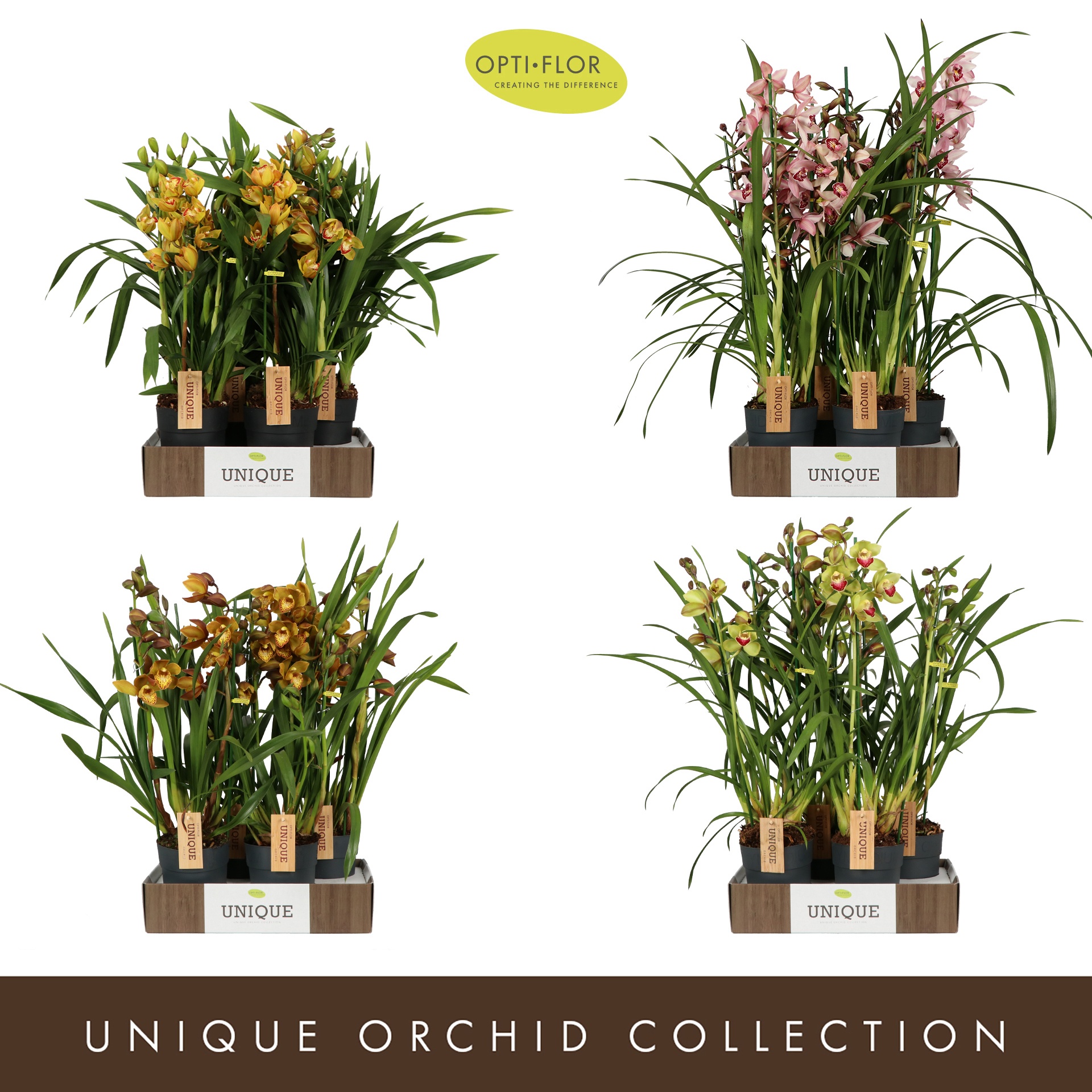 Cymbidium Diversen 3 spike, D 14 cm