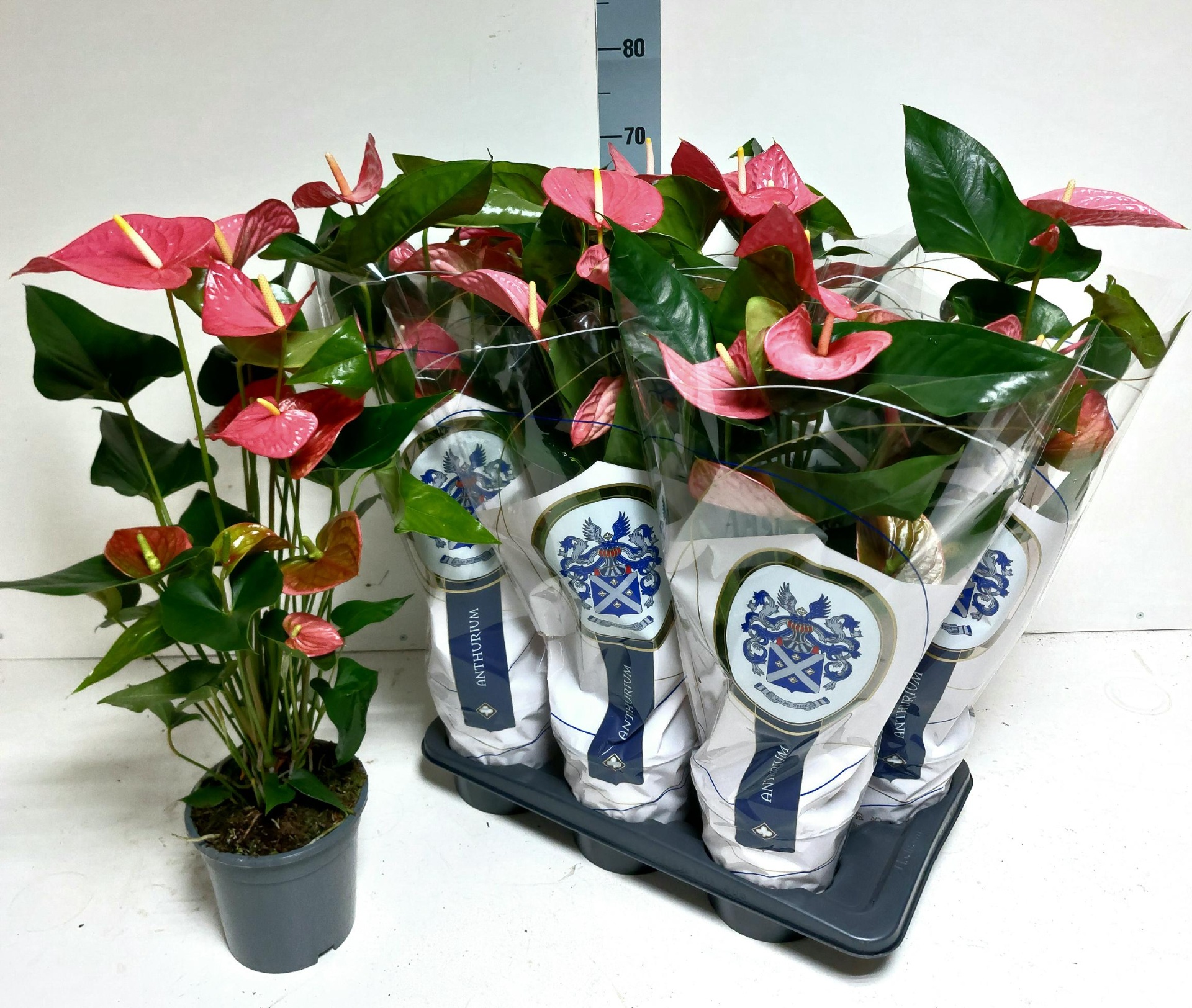 ANTHU AN MAINE 65 cm 6 Bloem, D 17 cm