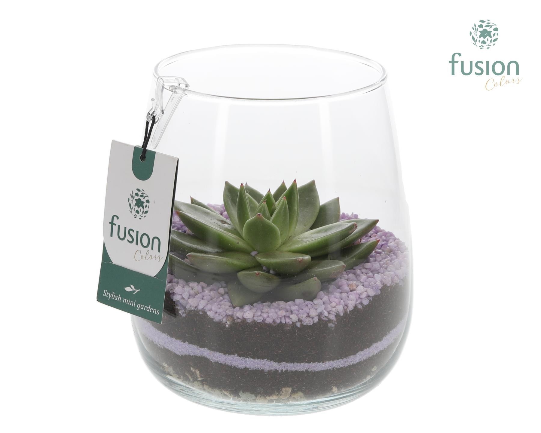 Glazen vaas Alzada met Echeveria, D 15