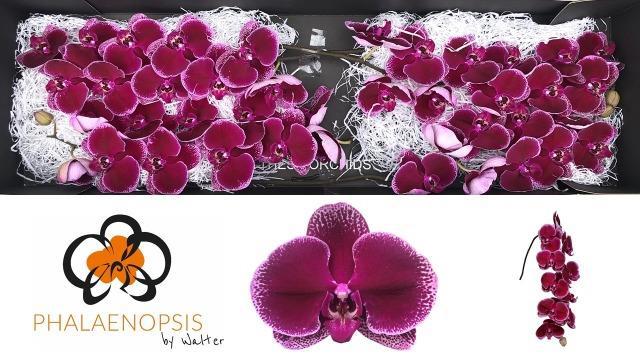 Фалинопсис Ли Де Вин x45, шт.