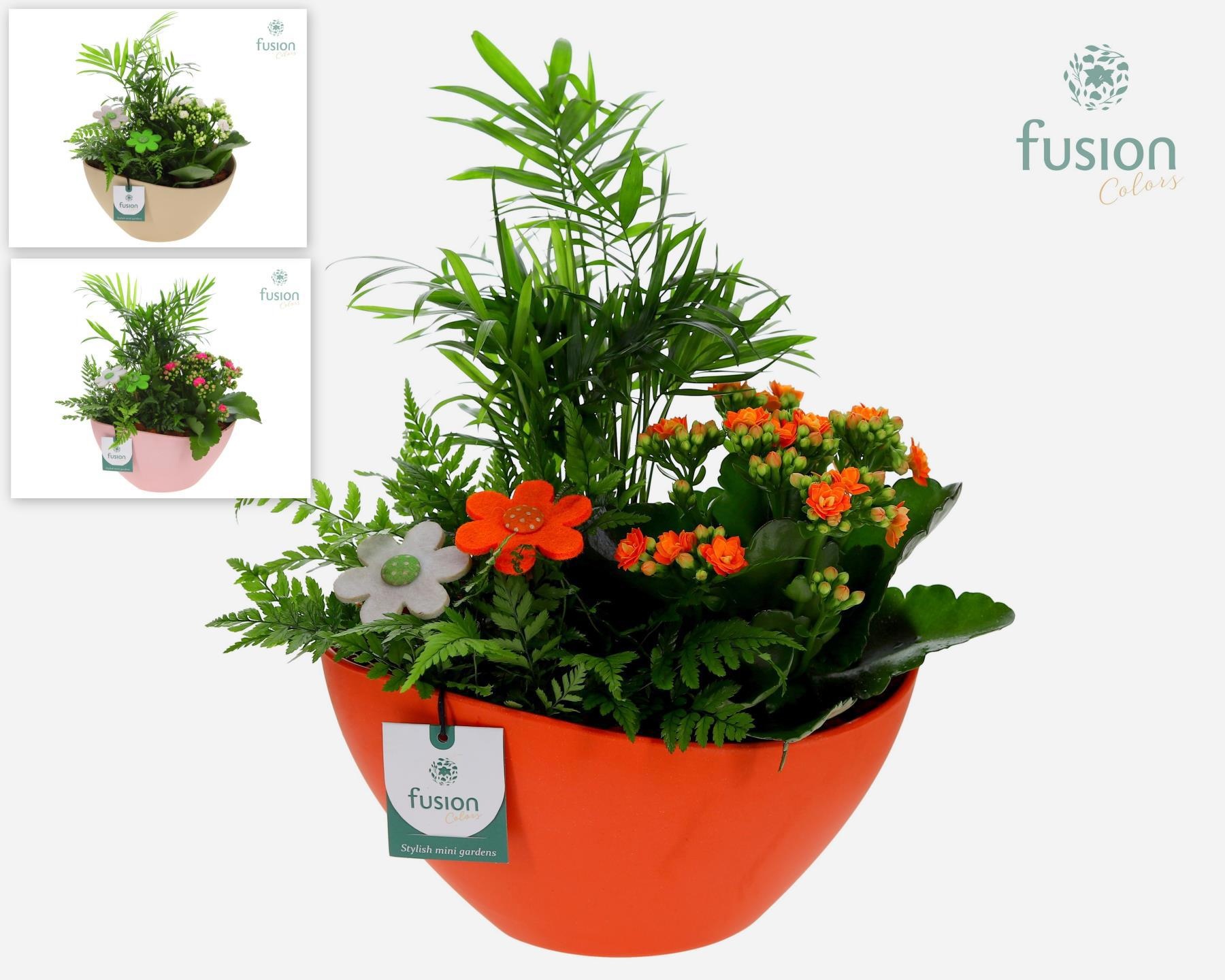 Biologisch afbreekbare schaal Medium met arrangement, D 24