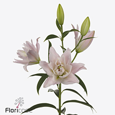 Лилия дв. Амистад 100 (светло-роз.), шт.