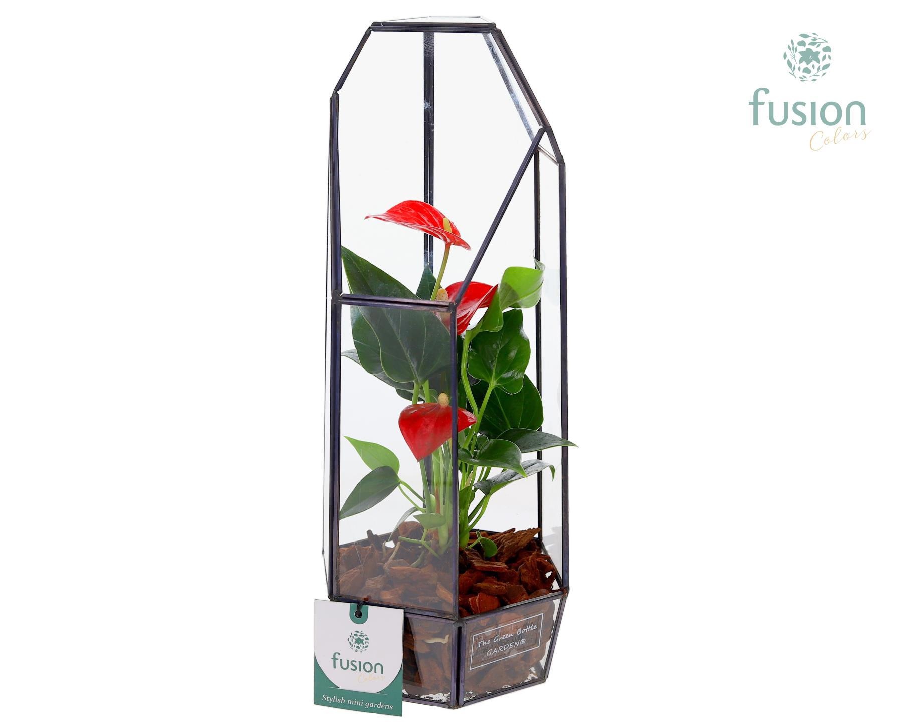 Metalen Lantaarn met Anthurium, D 12