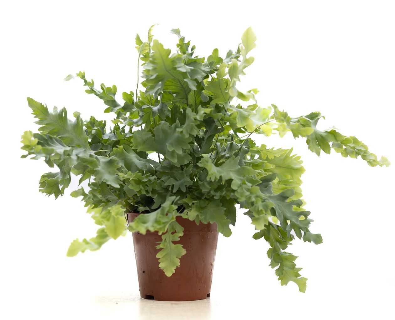 Phlebodium Davana P&PURE Collection, D 12