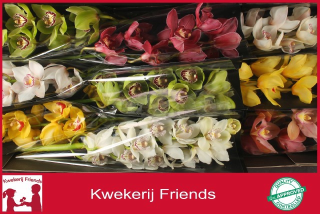 Цимбидиум Микс x9 60, шт.