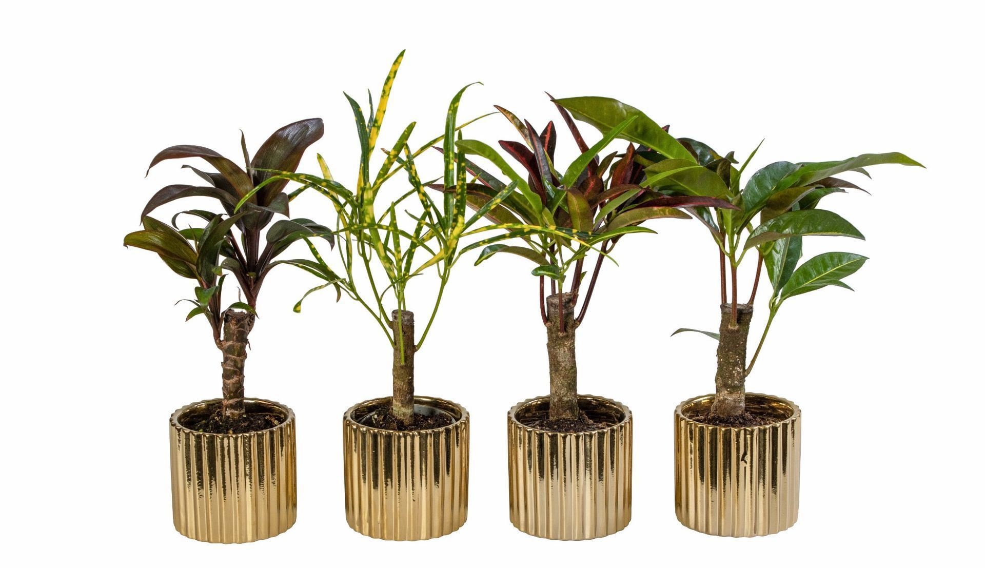 L 66263 With Cane Mix 6 cm, D 6