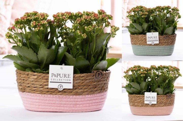 2x Kalanchoe pink in P&PURE Fieldbasket 7, D 12 cm 2x Kalanchoe pink in P&PURE Fieldbasket 7, D 12 cm