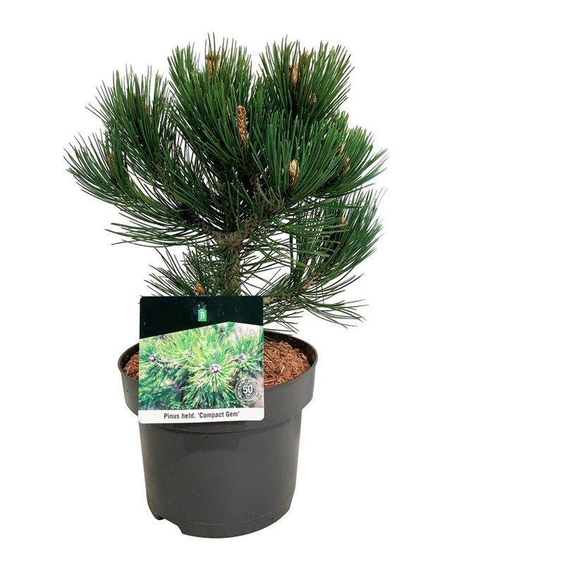 Pinus held. 'Compact Gem', D 21