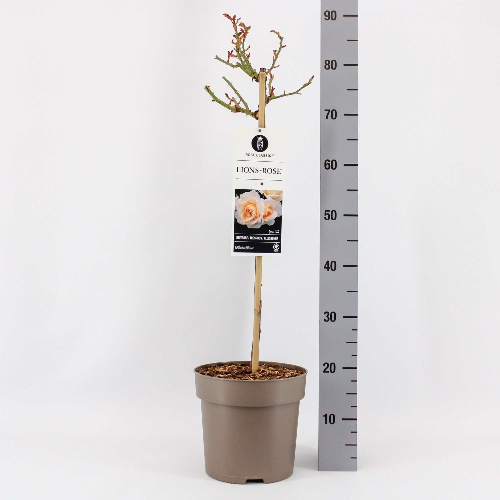 Rosa (F) Lion's Rose ®, stam 50, C6, D 24