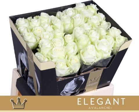 Роза од. Аваланш+ 60, шт.
