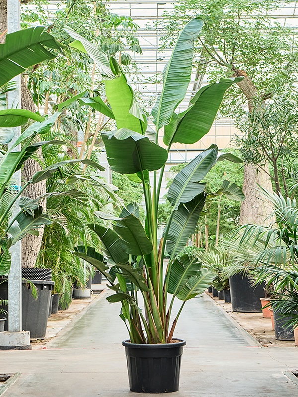 Strelitzia nicolai (350-400), D 60 cm