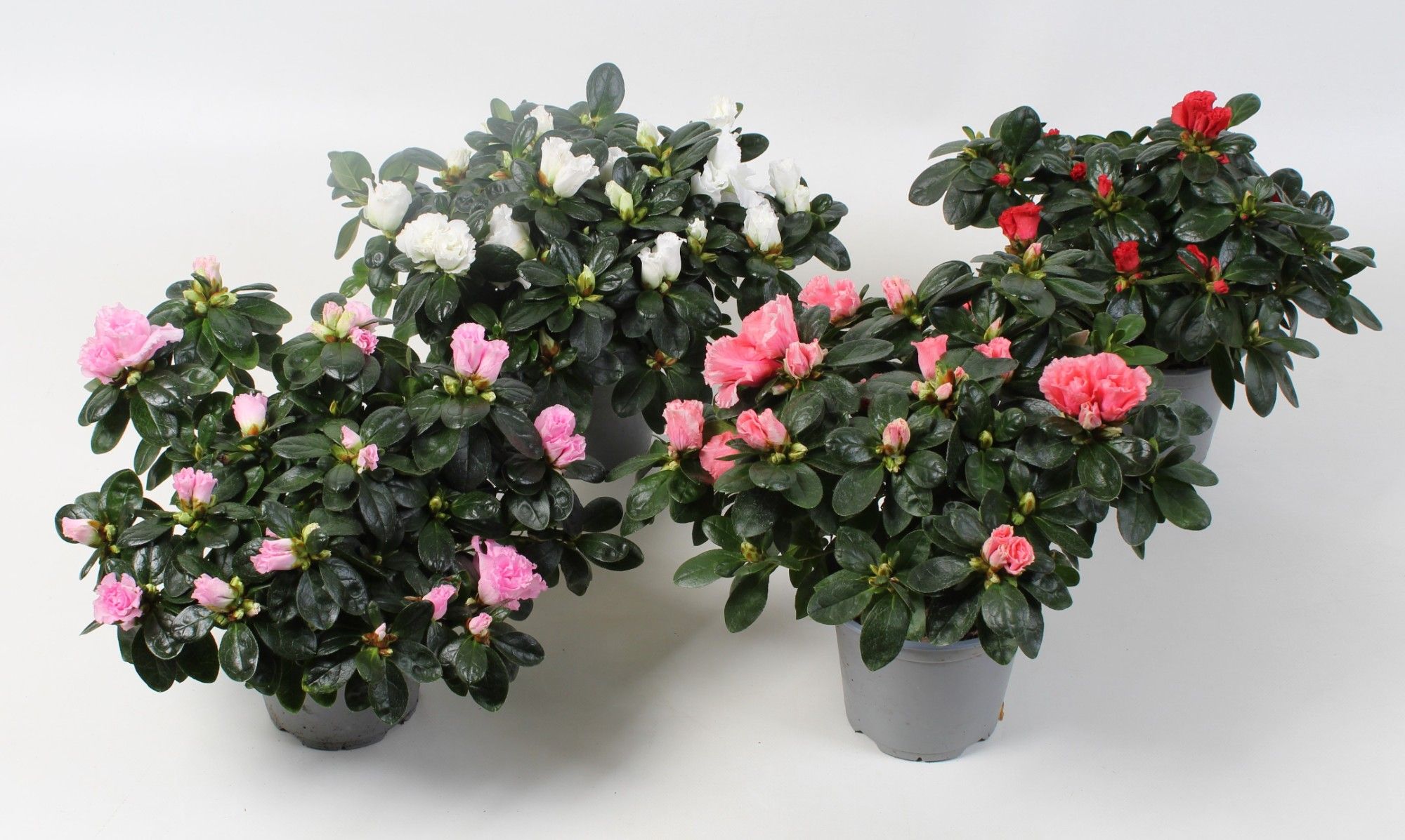 Azalea Wit/Rose/Zalm/Bont top DIA 25 CM, D 12,5