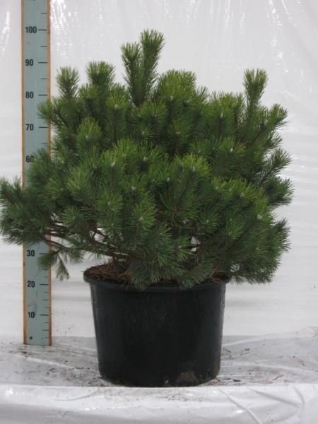 Pinus mugo mughus, D 39