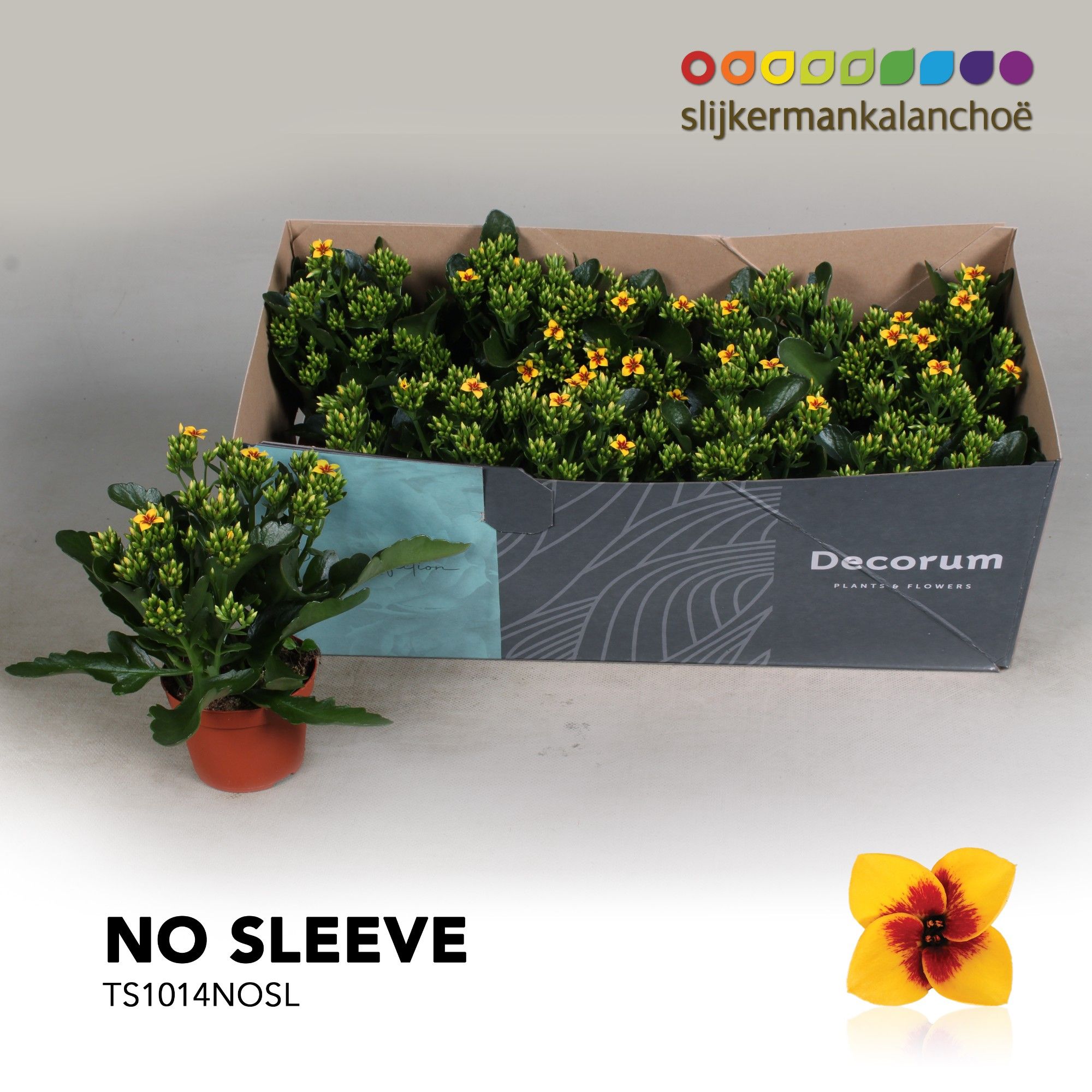 Kalanchoe No Sleeve - 10,5 cm Tiger Yellow, D 10,5 cm