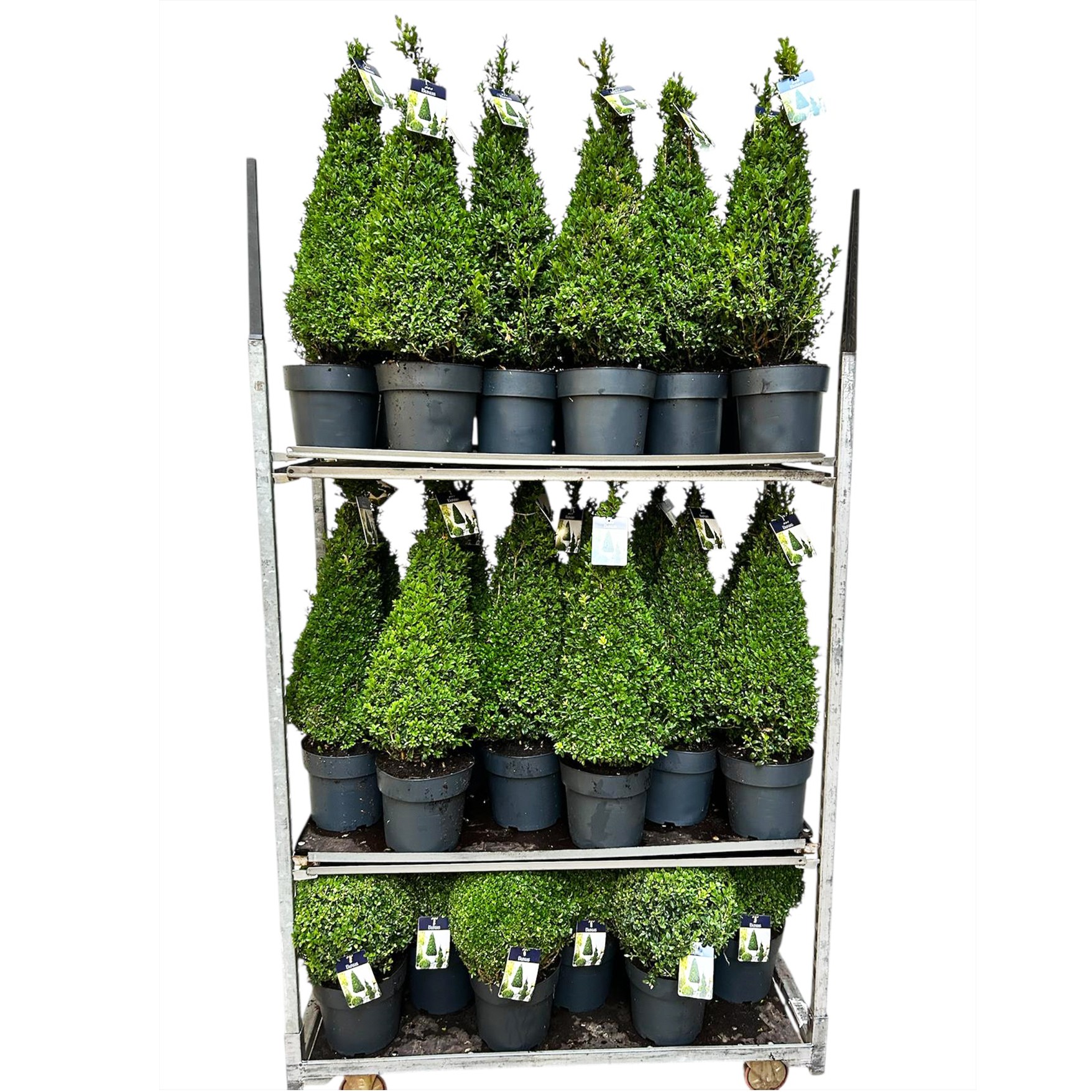 Buxus semp. Promo Pyr/Bol c7.5/p24, D 24