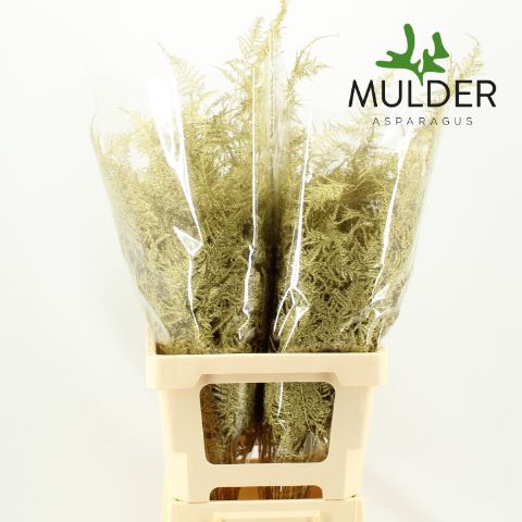Аспарагус Овериг Крашеный (краш. ) 65, шт.