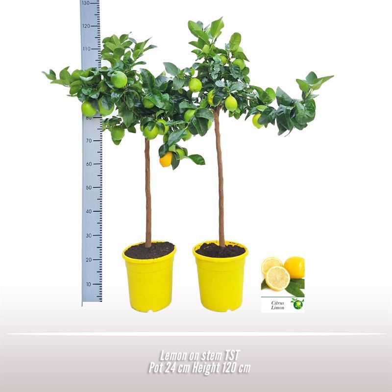 Citroen op stam, D 24