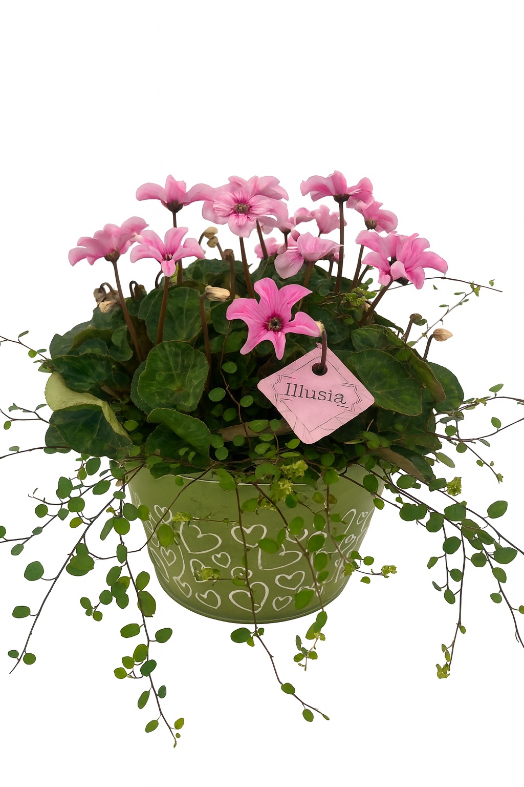 CYM763IL-9323 Cycl.Illusia/Muehlenb.Green Love zink rond, D 22 cm CYM763IL-9323 Cycl.Illusia/Muehlenb.Green Love zink rond, D 22 cm