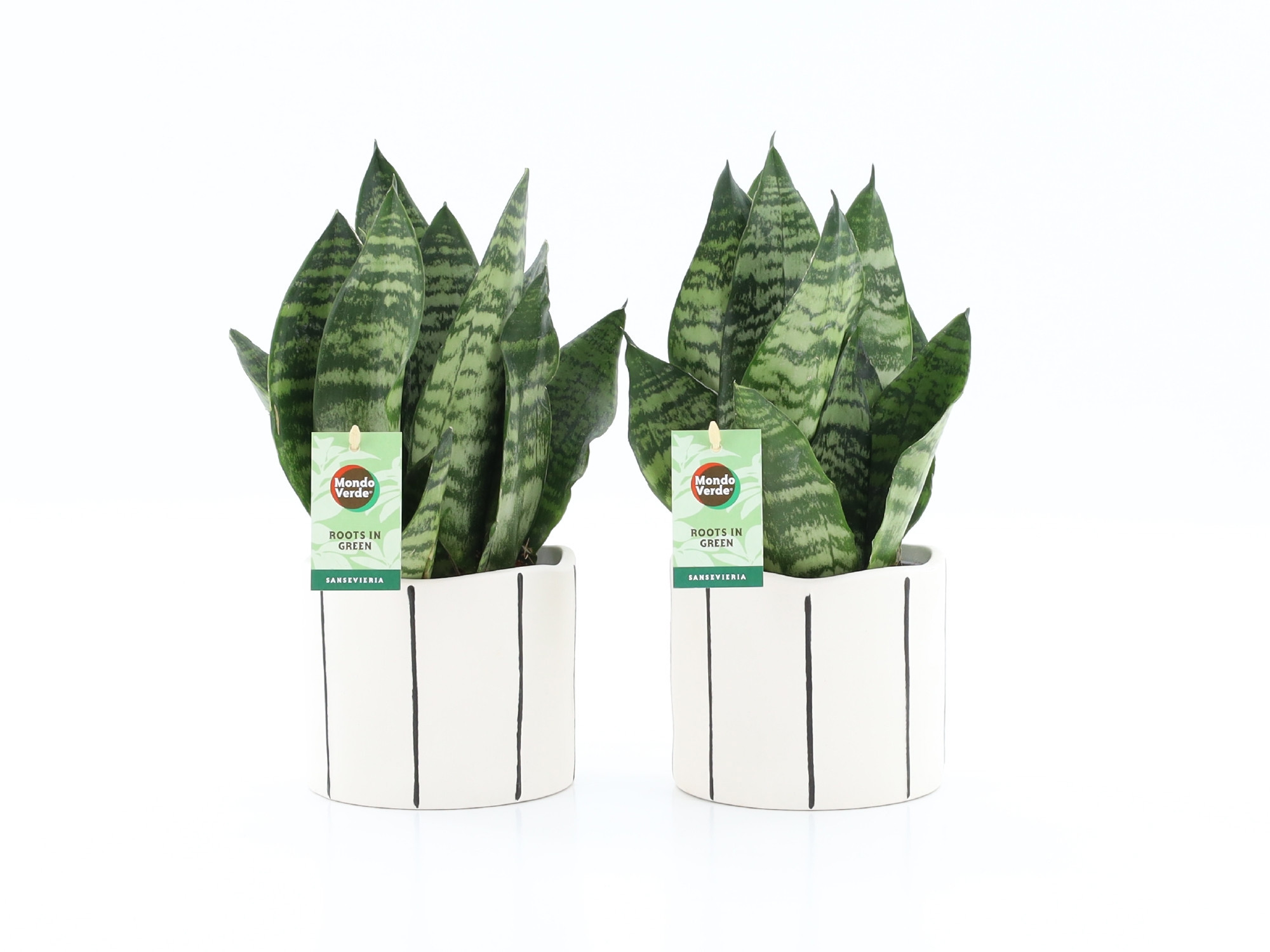 Sansevieria Black Coral in Banksy keramiek, D 13 cm