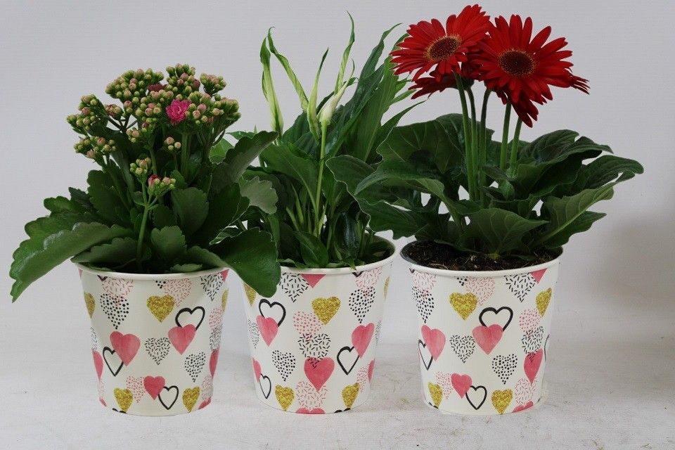 Bloeimix in smartcup hartjes. Mix in overleg (ook in monocultuur). Valentijn, Moederdag en vrouwendag, D 12