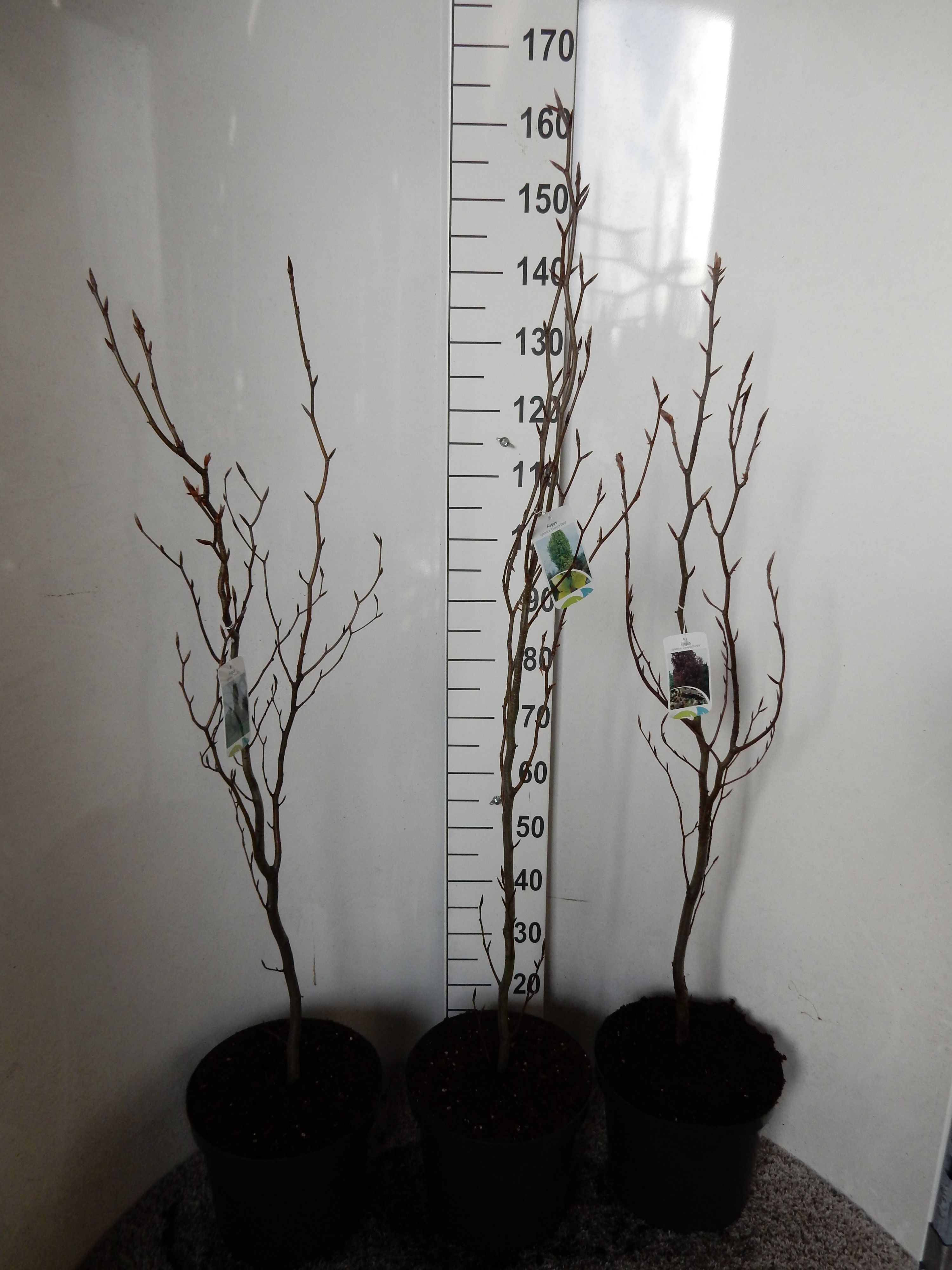 Fagus sylvatica in cultivars 100 cm P28, D 28