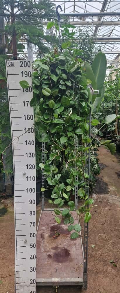 Hoya carnosa 130, D 23 cm Hoya carnosa 130, D 23 cm
