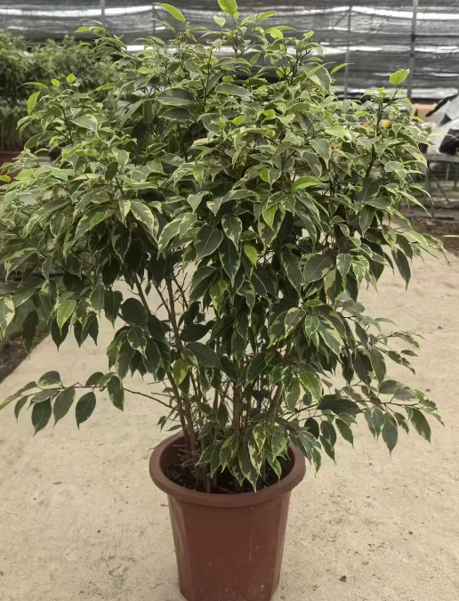 Фикус 280 Кокоа Баньян 28 85