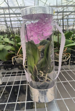 Фалаенопсис Чинесе Микс 2 пп 9 40-70 9 40 (WG0766)