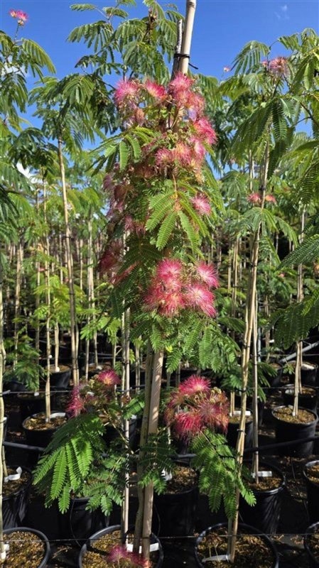 Albizia julibr. Ombrella, D 40 cm
