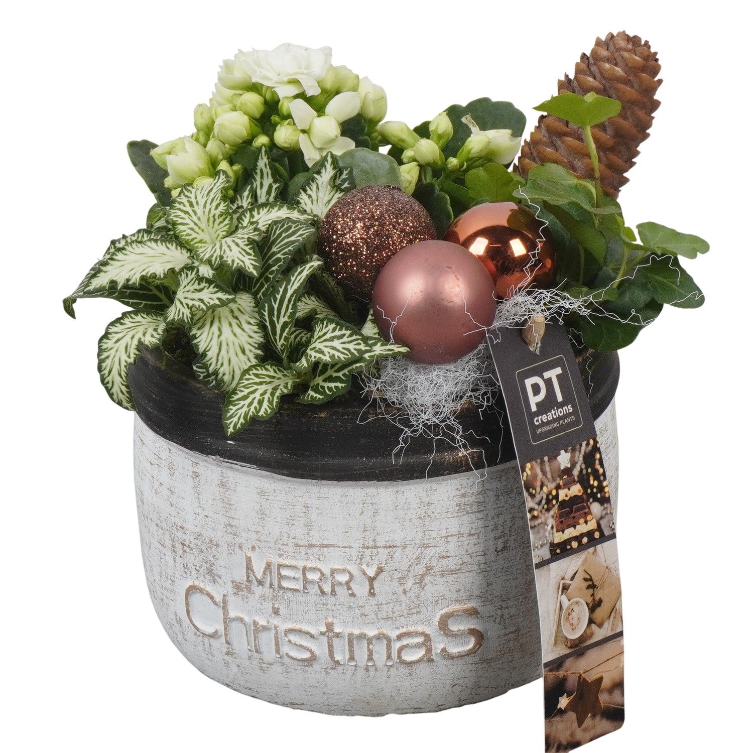 PTCHB9766 Arrangement Christmas Bronze in beton pot, D 13 cm
