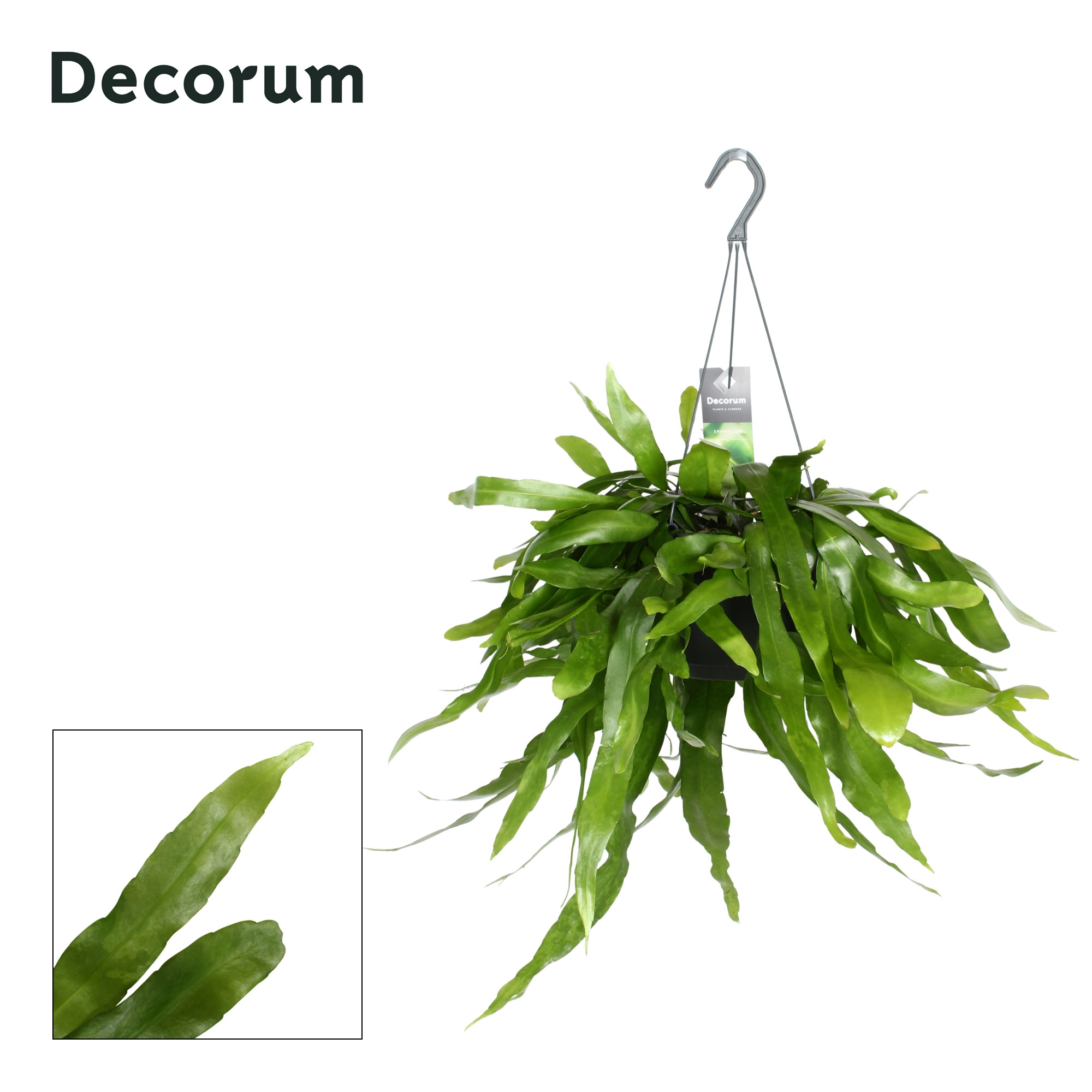 Epiphyllum pumilum, D 17