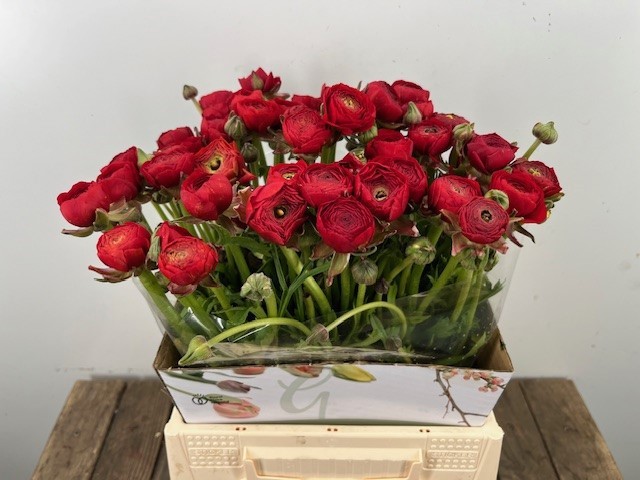 Ранункулус Элеганс Рэд 40, шт.