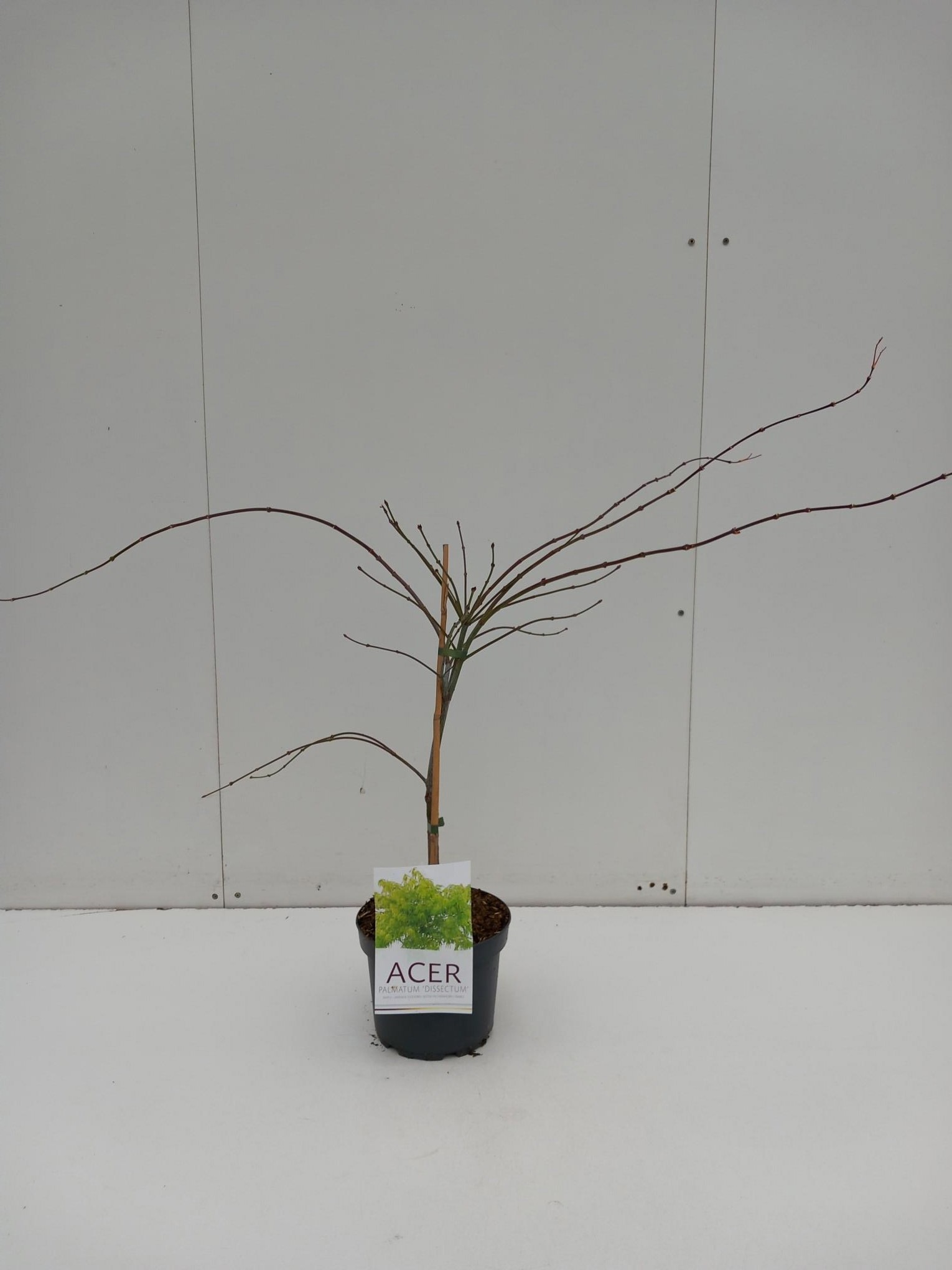 Acer pal. Dissectum, D 21
