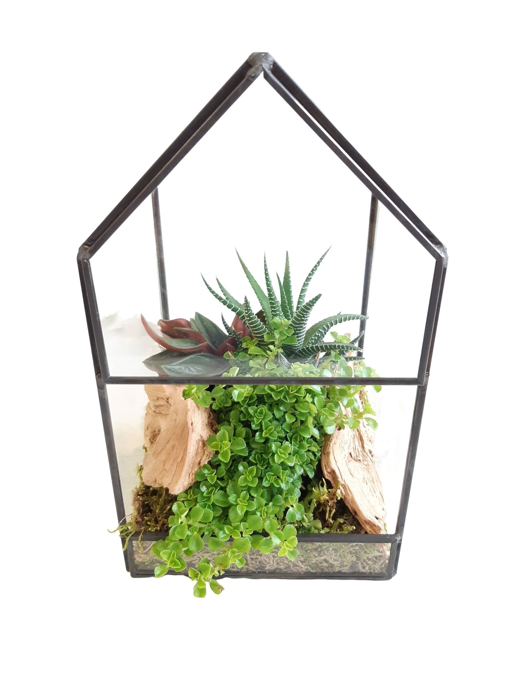 GHK12AUT H21 Terrarium glashouse mini groenmix, D 12