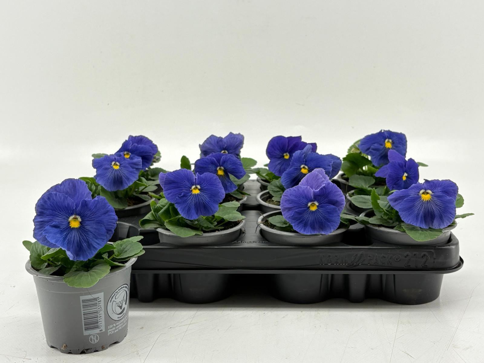 Viola F1 Clear True Blue, D 9