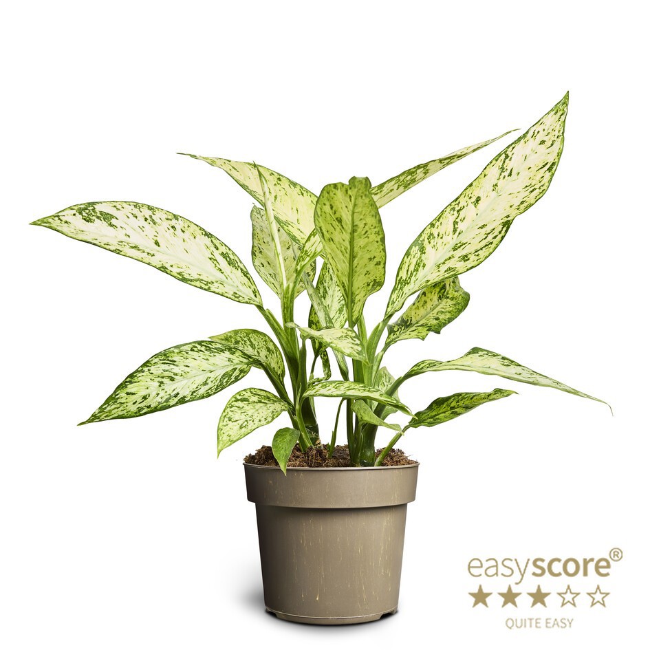 DIEFFENBACHIA SEGUINE 'Vesuvius' 11715500, D 17 cm
