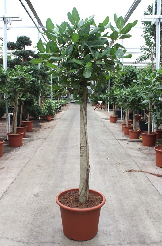 Ficus Benghalensis, D 55