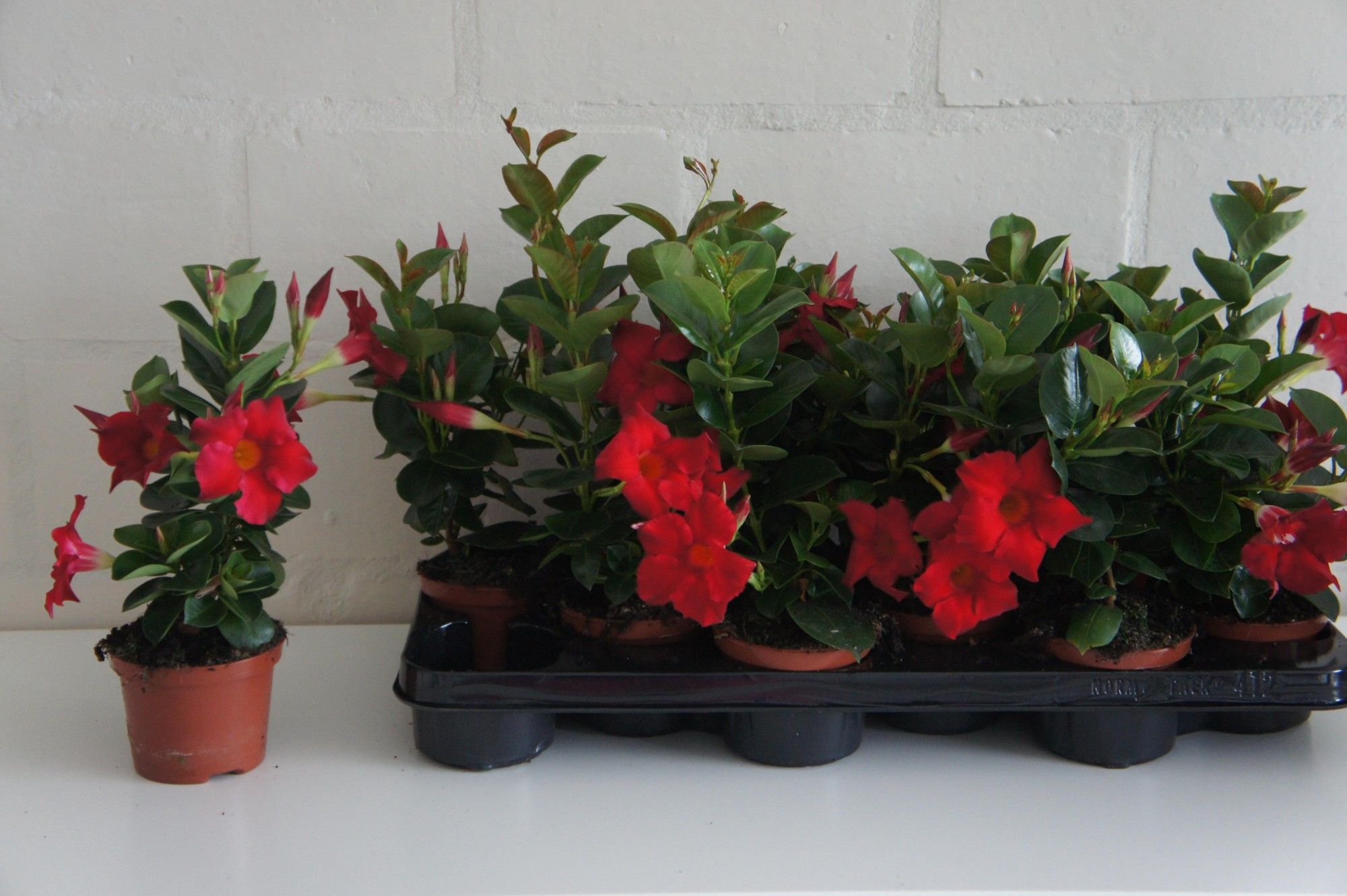 551 PLC : Pot 10 cm Mandevilla Sundaville Red, D 10