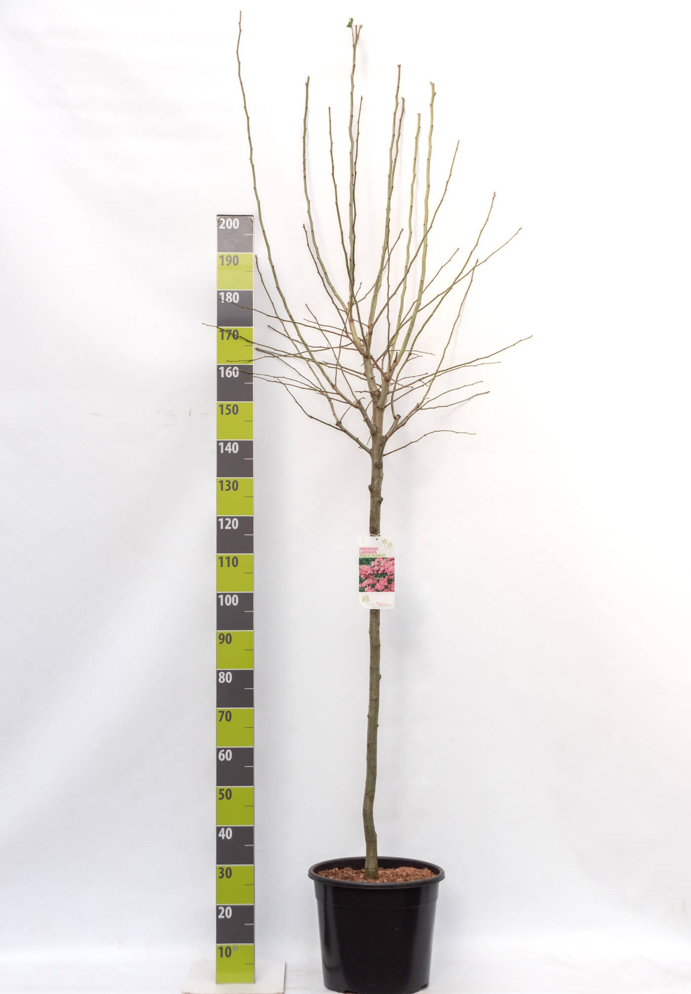 Crataegus laevigiata 'Paul`s Scarlet' C 20 120 ha, D 30