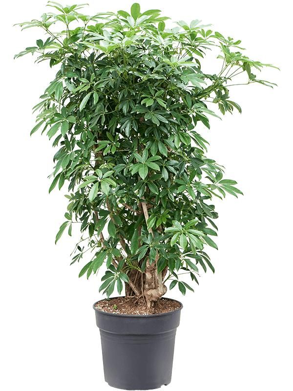 Schefflera arboricola 'Compacta', D 34
