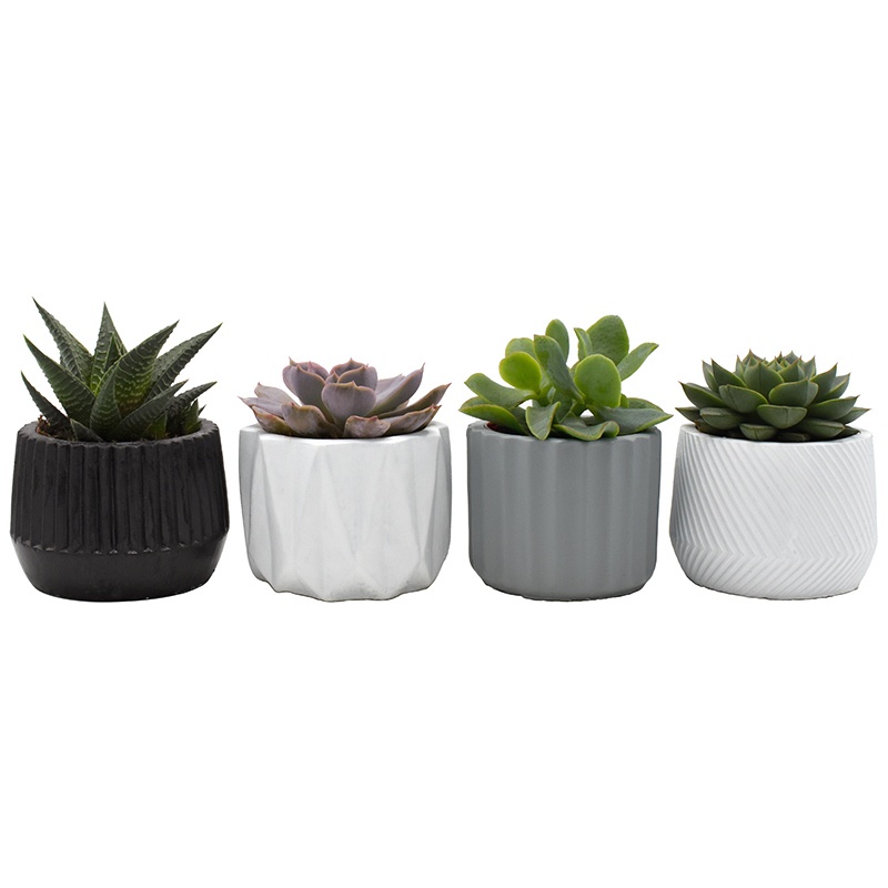 Succulent in Geometric ceramics, D 8