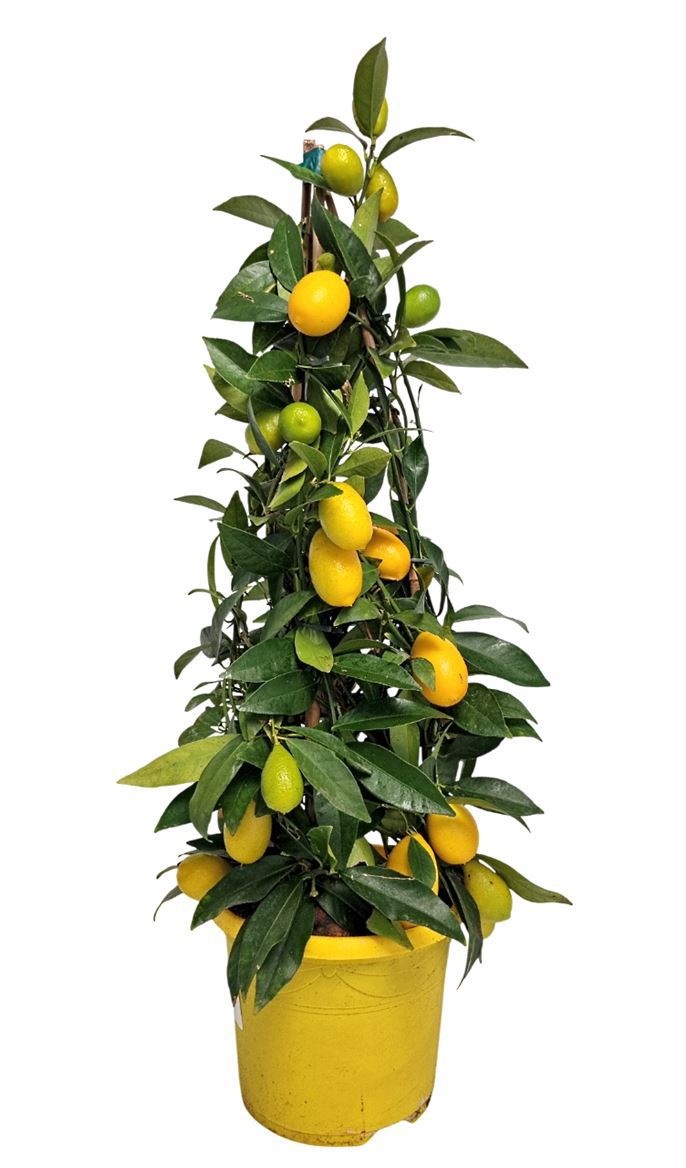 Citrus Limequat Pyramid, D 19